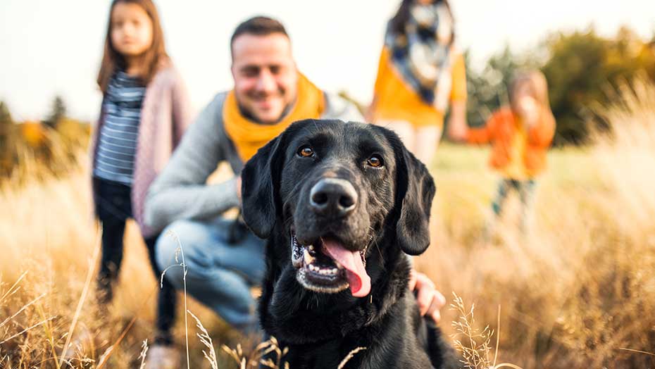 quemas más calorías paseando a un perro