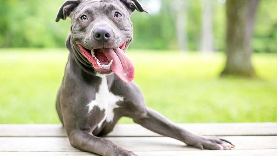 Las mascotas son buenas para la salud imagen